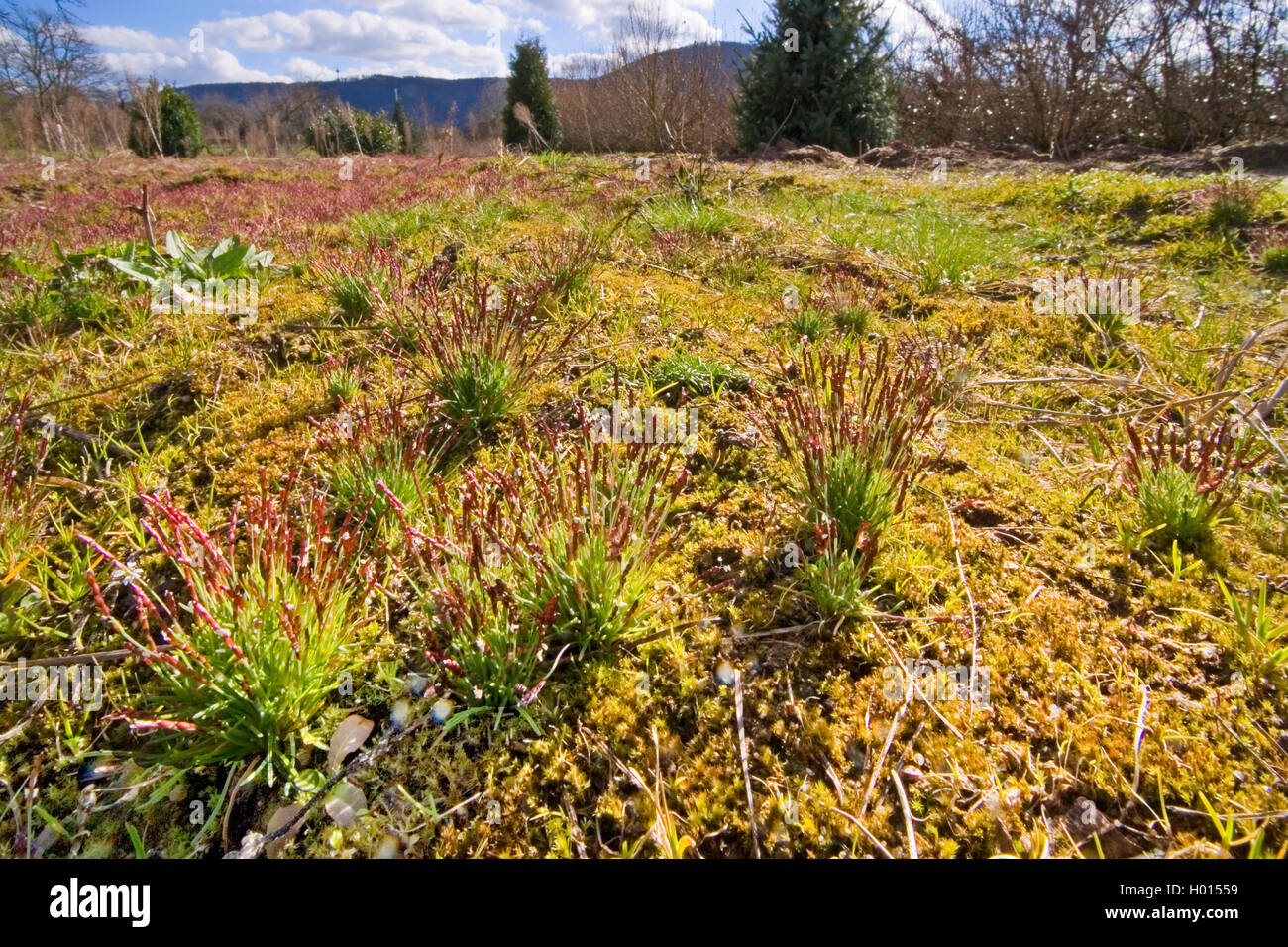 Mibora verna, Early sandgrass (Mibora minima, Agrostis minima, Chamagrostis minima, Chamagrostis verna, Mibora verna), blooming, Germany Stock Photo