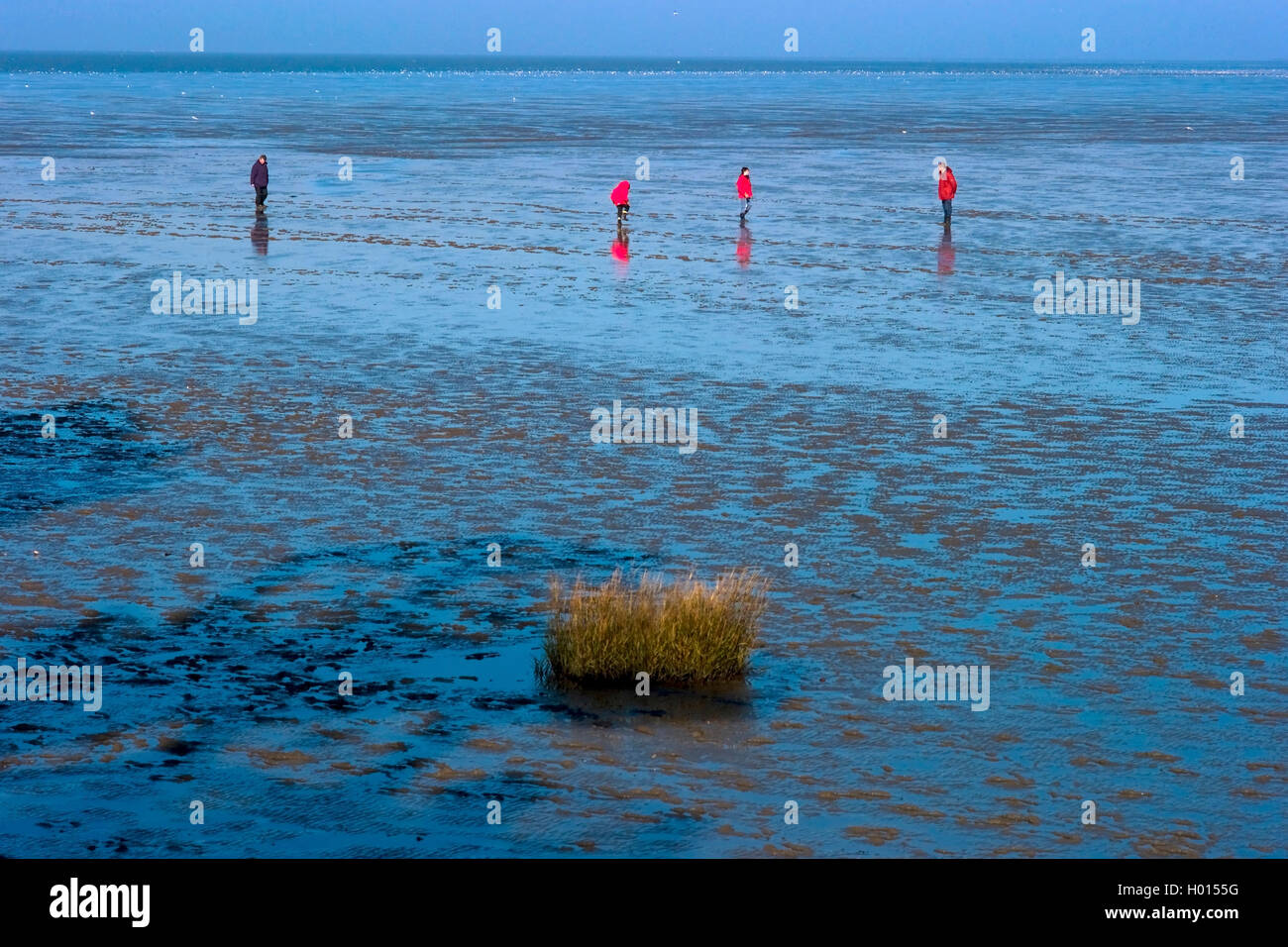 person in the wadden sea at Dorum-Neufeld, Germany, Hamburgisches Wattenmeer National Park Stock Photo