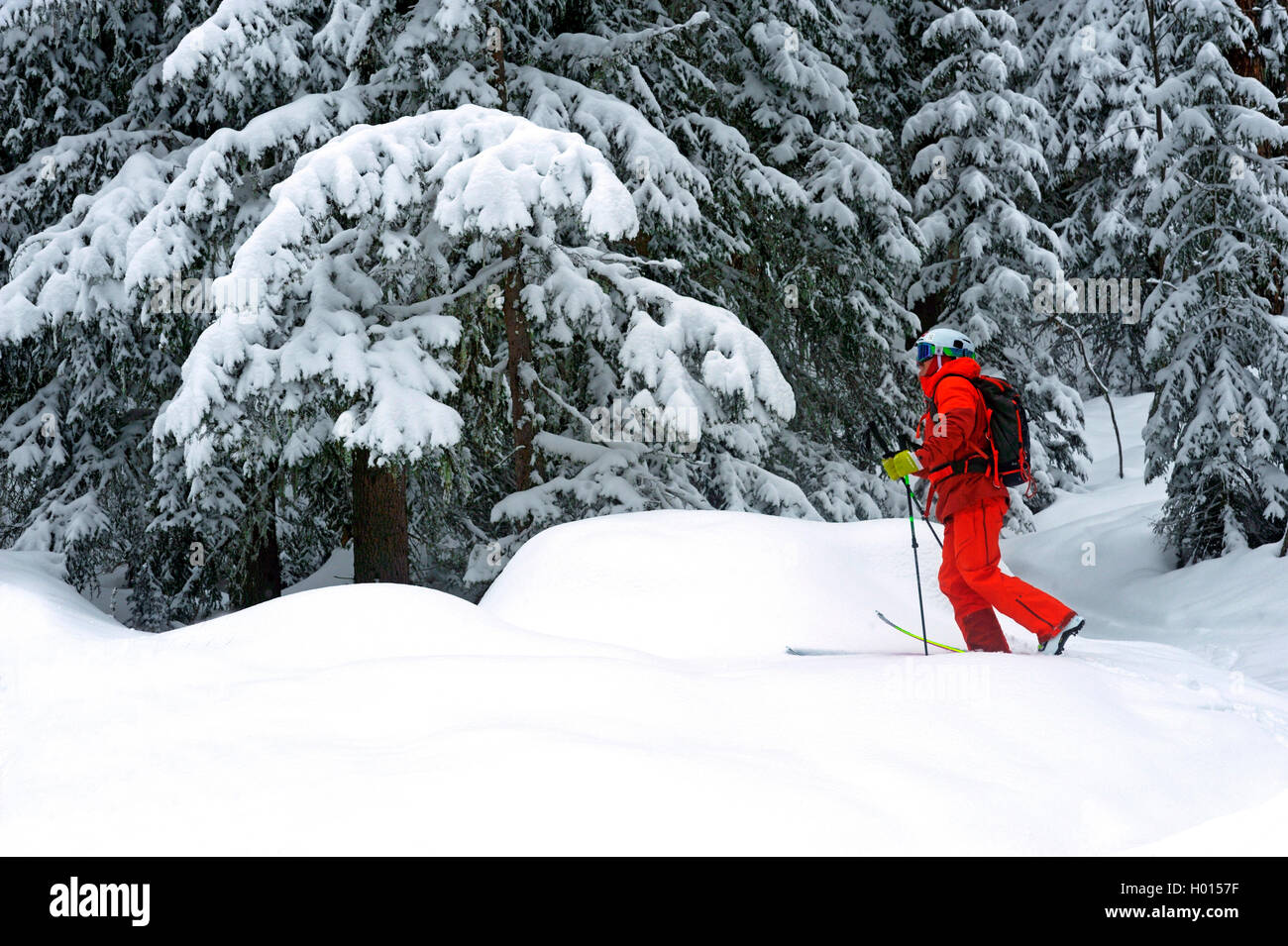 backcountry skiing in front of snowy coniferous forest, France, Savoie, La Plagne Stock Photo