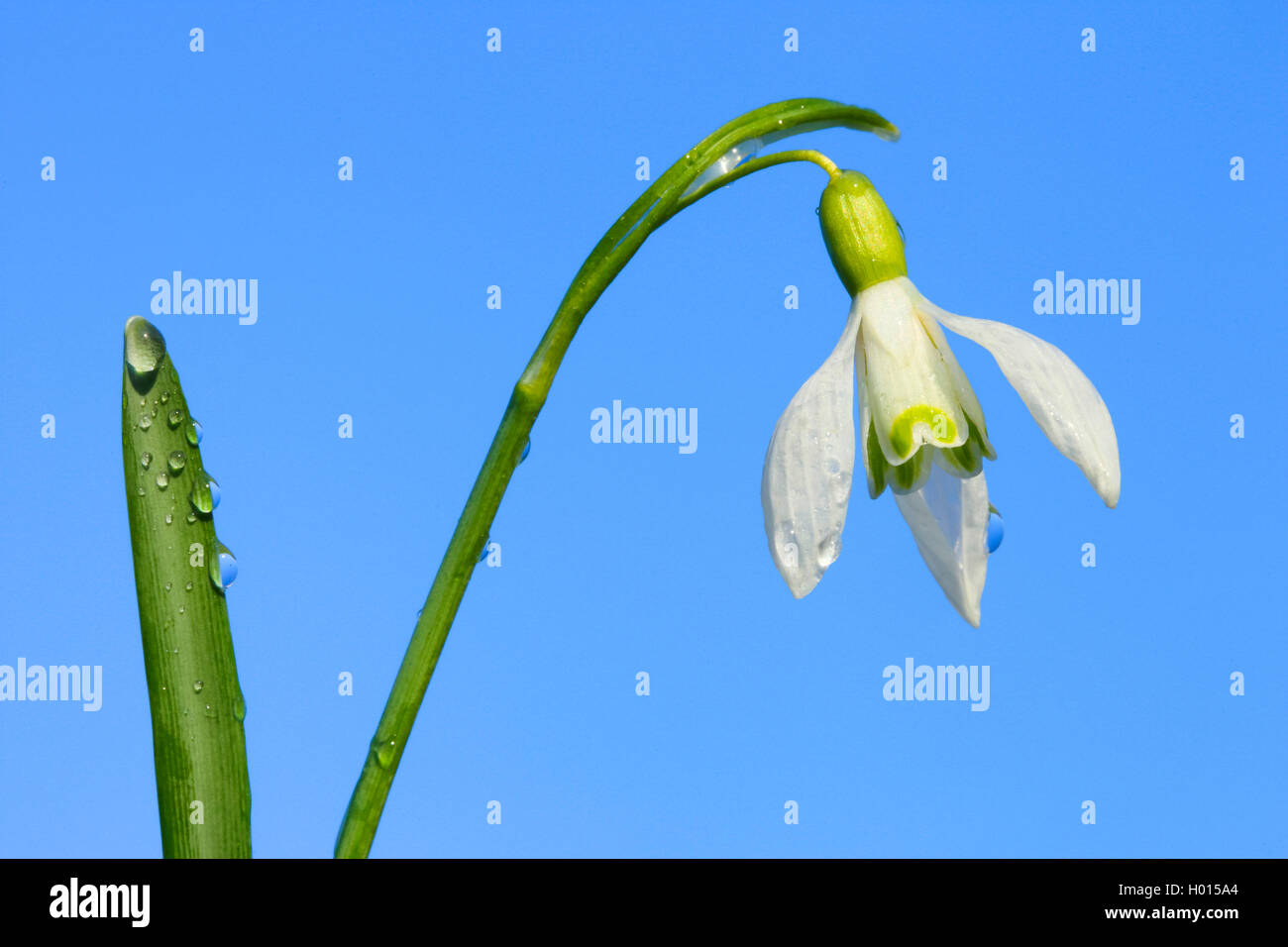 common snowdrop (Galanthus nivalis), flower with raindrops, Switzerland Stock Photo