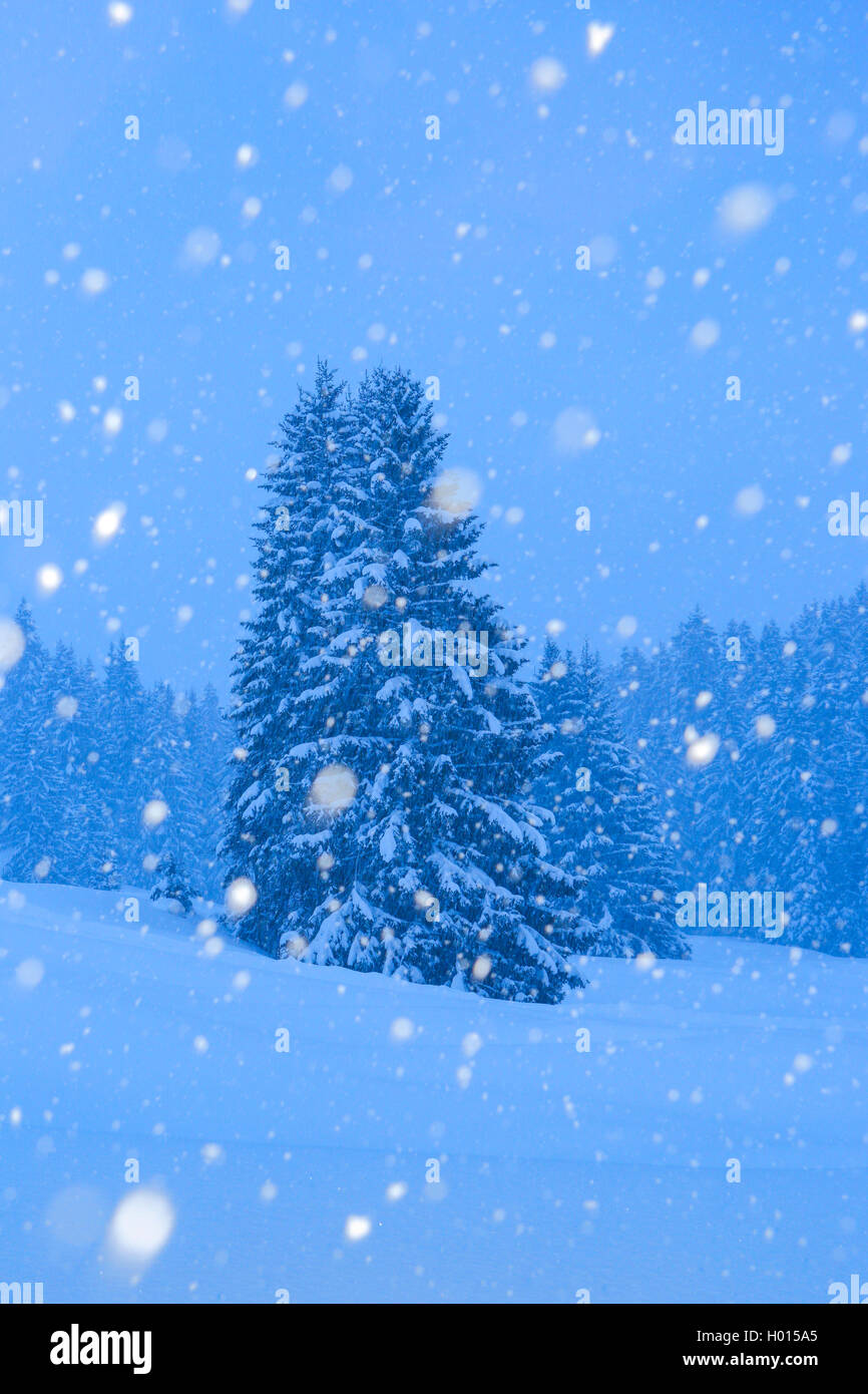 Gemeine Fichte, Gewoehnliche Fichte (Picea abies), Verschneite Fichten bei Schneefall, Schweiz | Norway spruce (Picea abies), sn Stock Photo