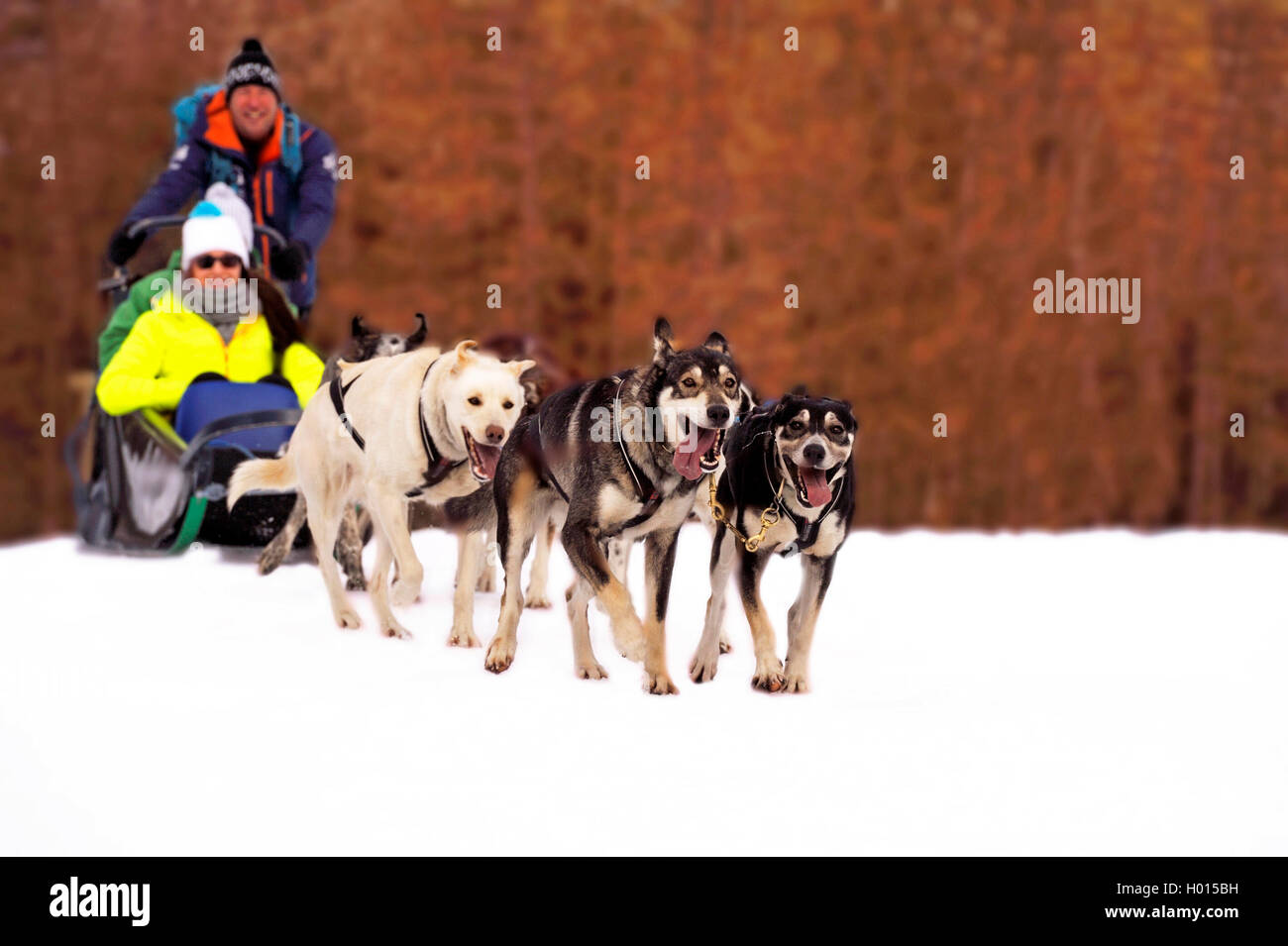 dog sledge, France, Savoie, Peisey Vallandry Stock Photo