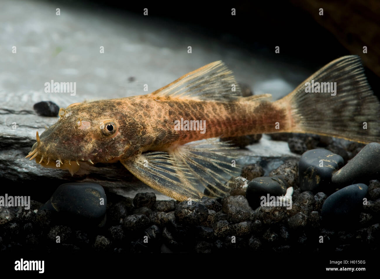 Marbled Sucker catfish (Ancistrus spec.), on the ground Stock Photo