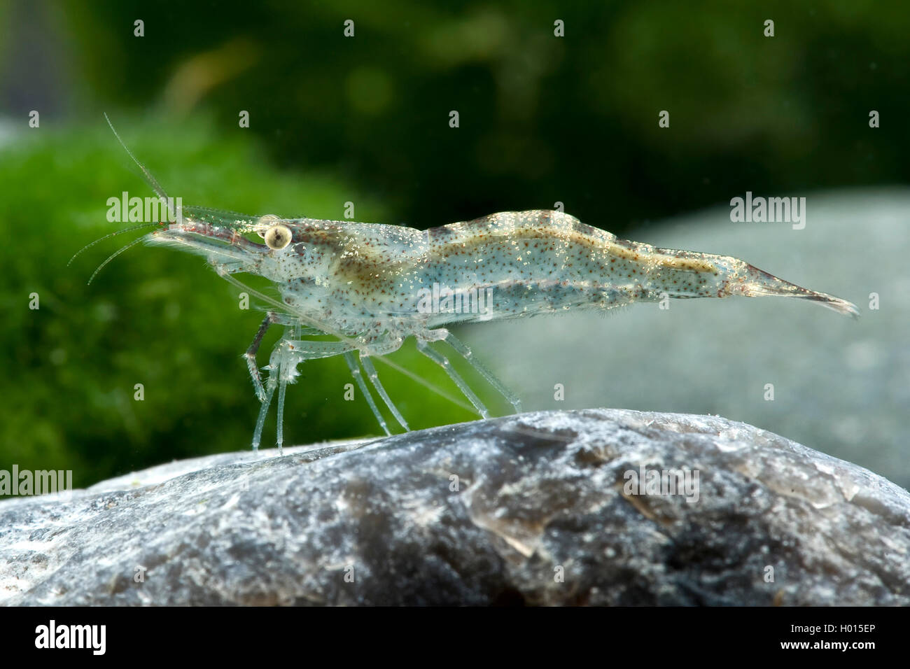 European Freshwater Shrimp (Atyaephyra desmaresti), on a stone Stock Photo