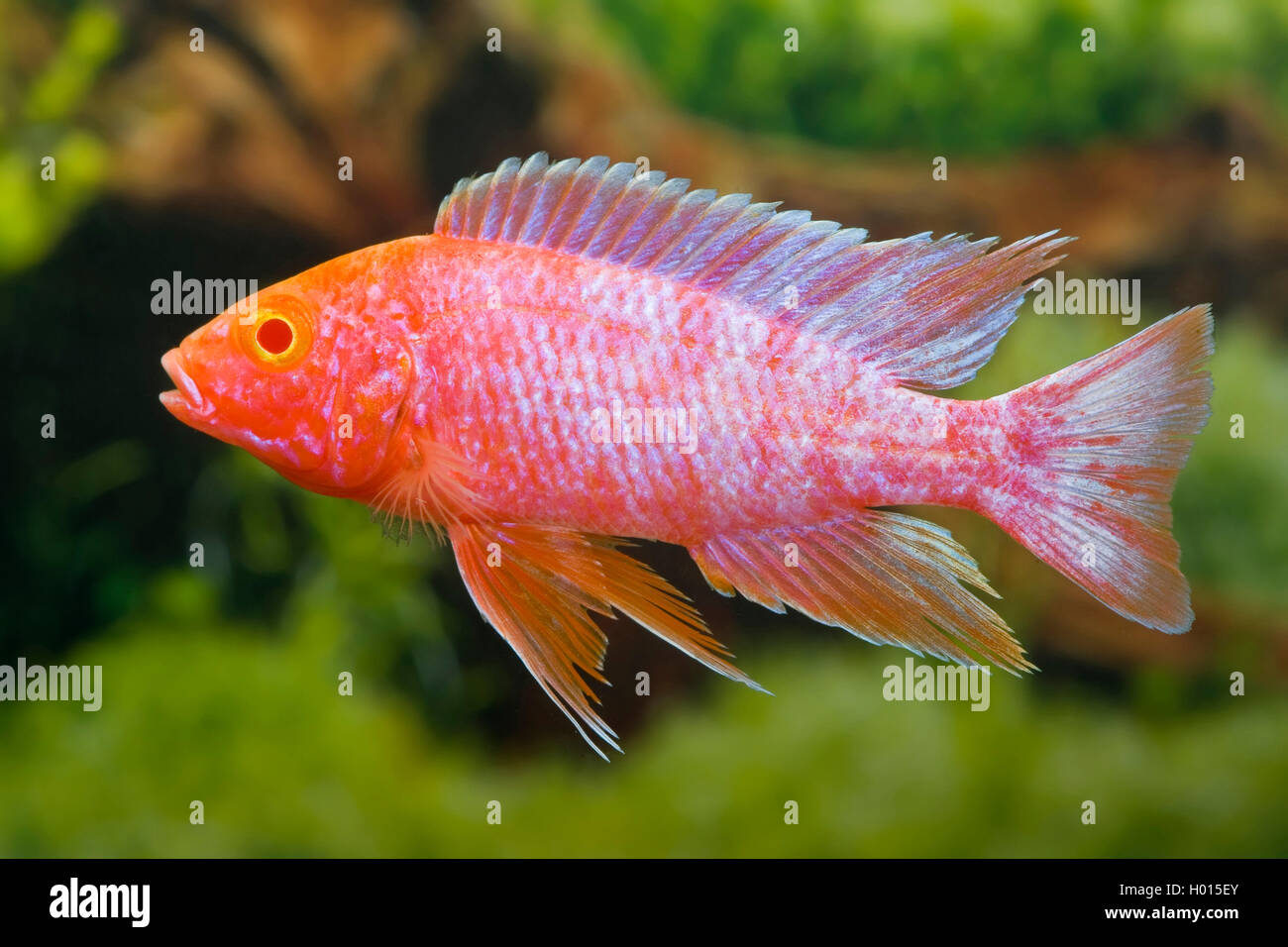 Emperor cichlid (Aulonocara nyassae), Pink Stock Photo
