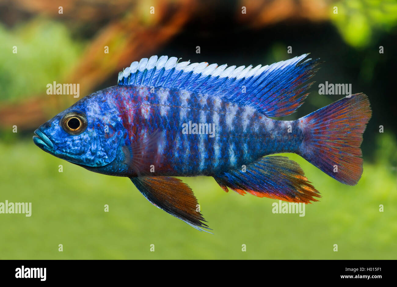 Grant's Malawi-Cichlid (Aulonocara stuartgranti), swimming, Frank Teigler Stock Photo