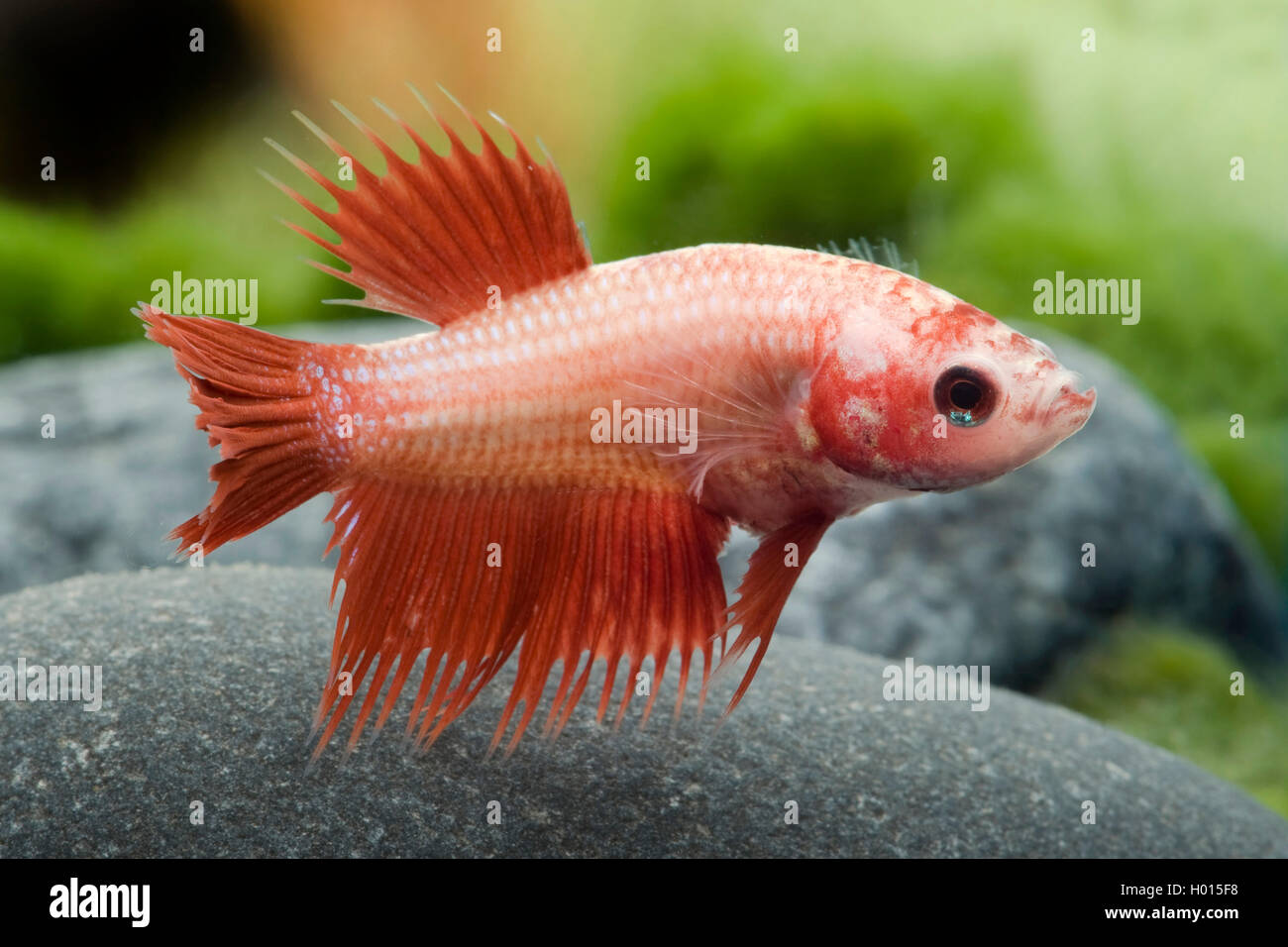 Siamese fighting fish, Siamese fighter (Betta splendens Crowntail), Crowntail, female Stock Photo
