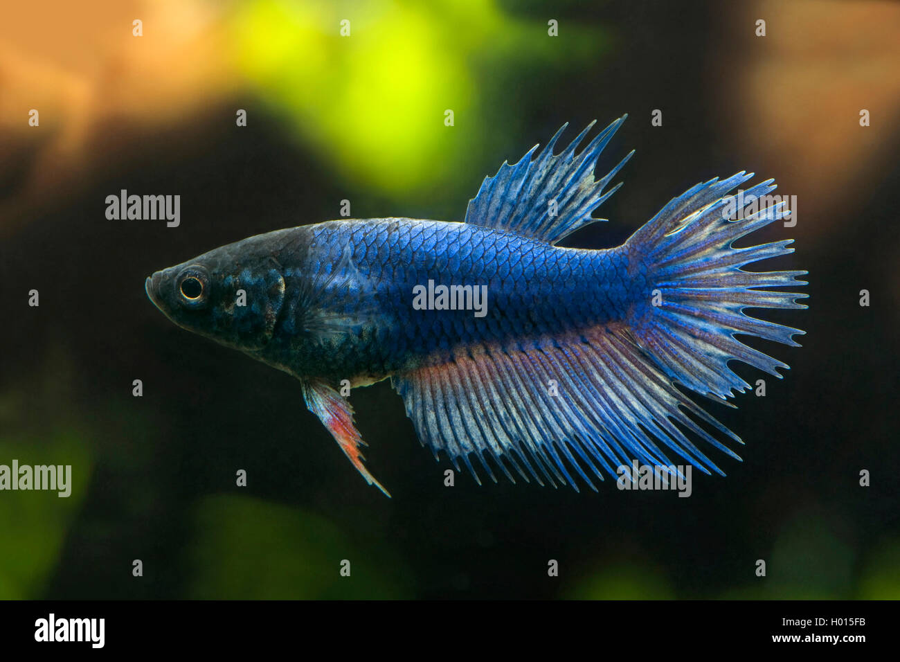 Siamese fighting fish, Siamese fighter (Betta splendens Crowntail), Crowntail, female, blue Stock Photo
