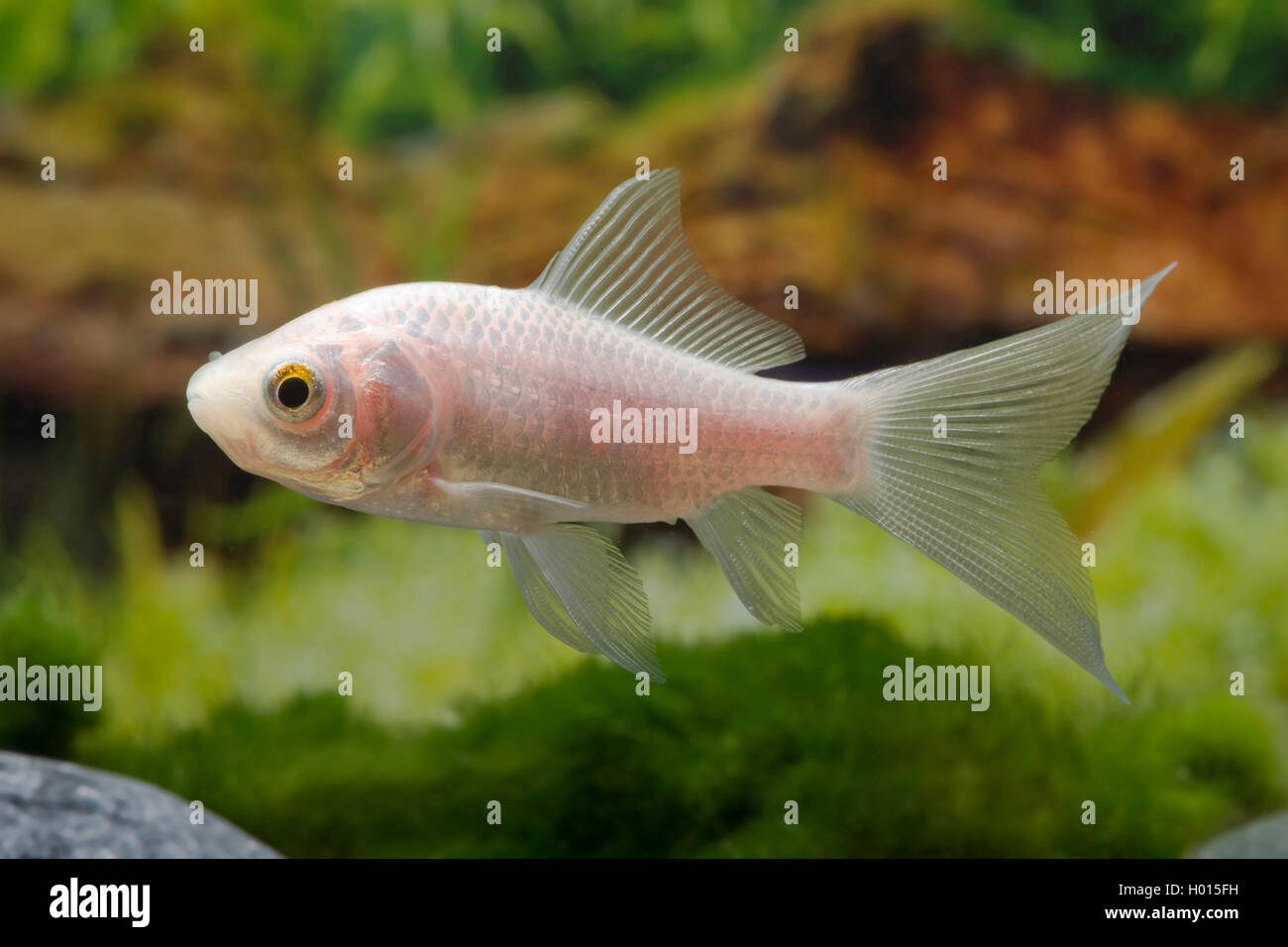 goldfish, common carp (Carassius auratus Komet Weiss), Comet white Stock Photo