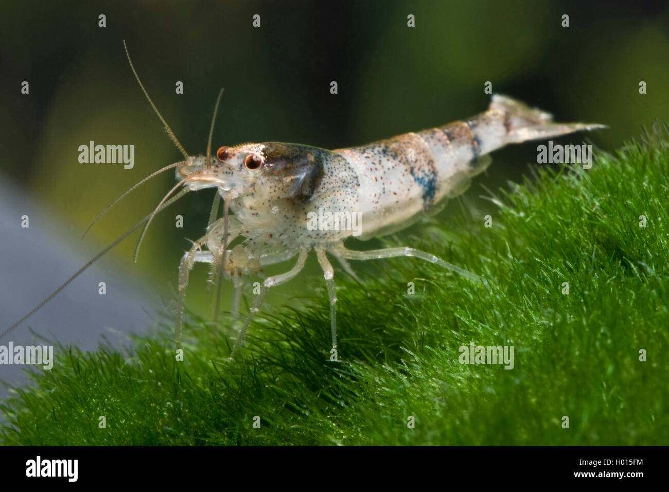 bumblebee shrimp, bumble bee shrimp (Caridina breviata), in aquarium Stock Photo