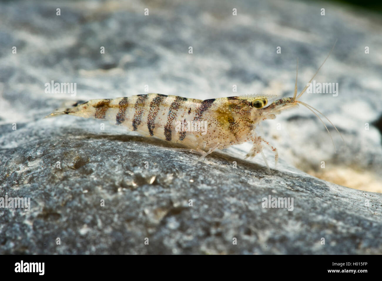 Striped Dwarf Shrimp (Caridina cf. babaulti Stripes), Stripes Stock Photo