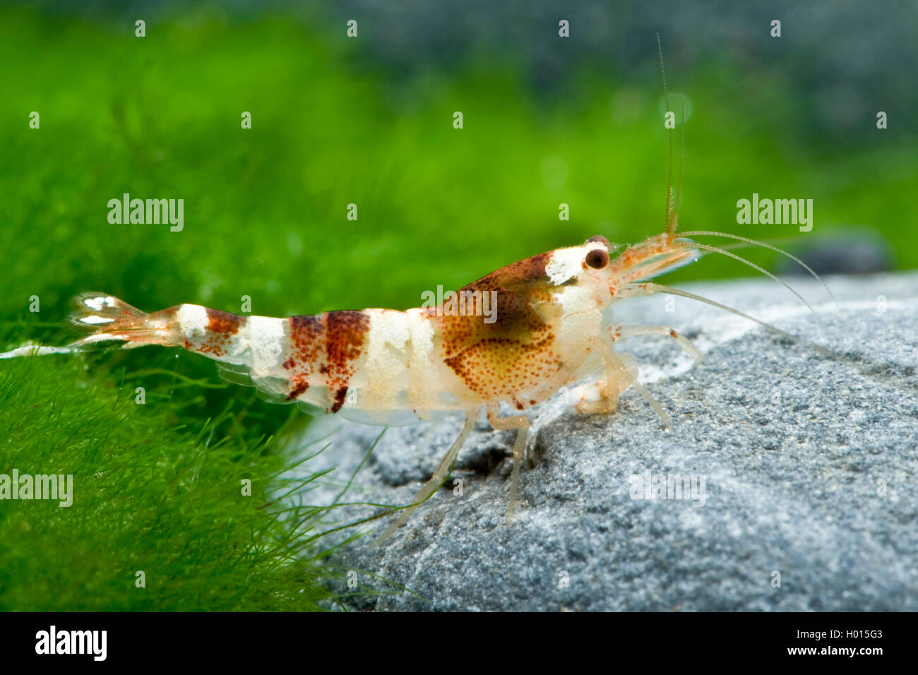 Bee Shrimp (Caridina logemanni), on a stone Stock Photo