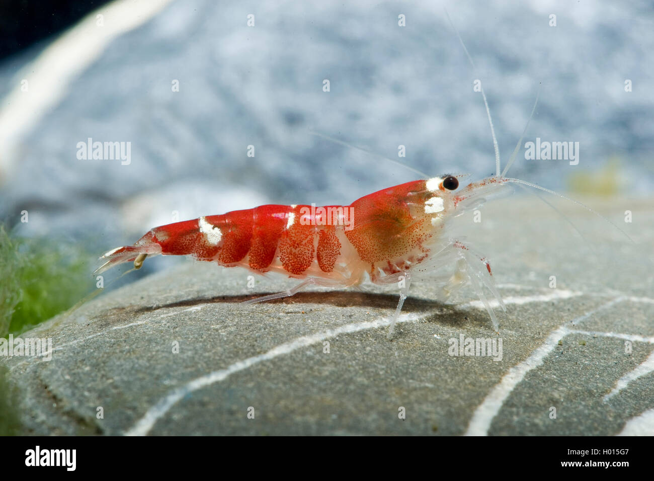 Bee Shrimp (Caridina logemanni Super Crystal Red), Crystal Red Garnele, Crystal Red Shrimp Stock Photo