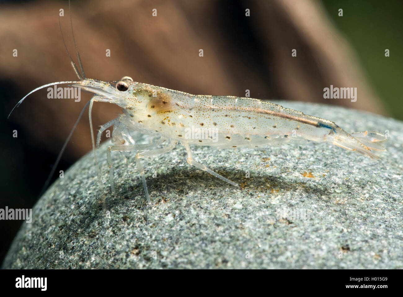 Amano Shrimp (Caridina multidentata), on a stone Stock Photo