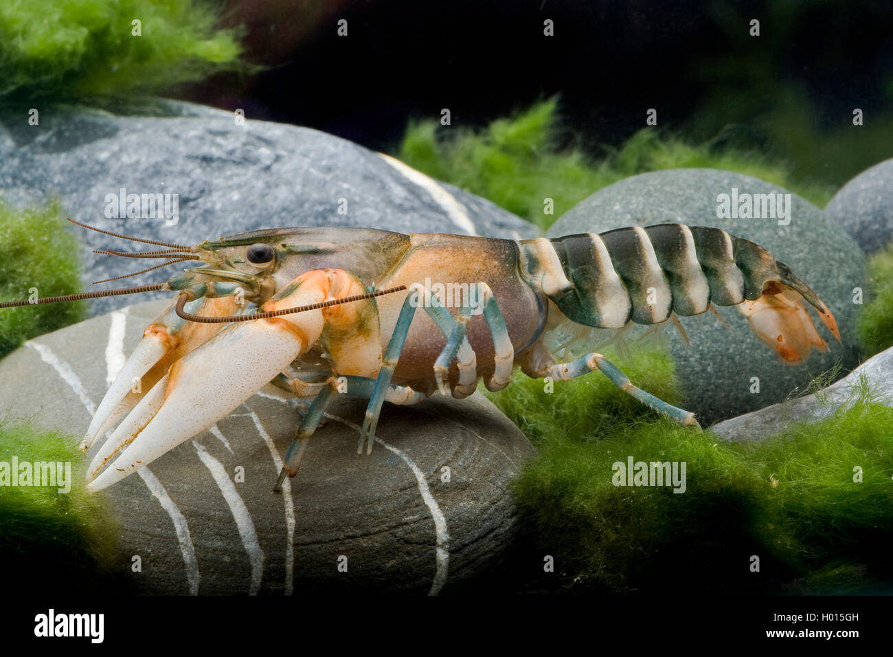 Zebra Crayfish Cherax Peknyi In Aquarium Stock Photo Alamy