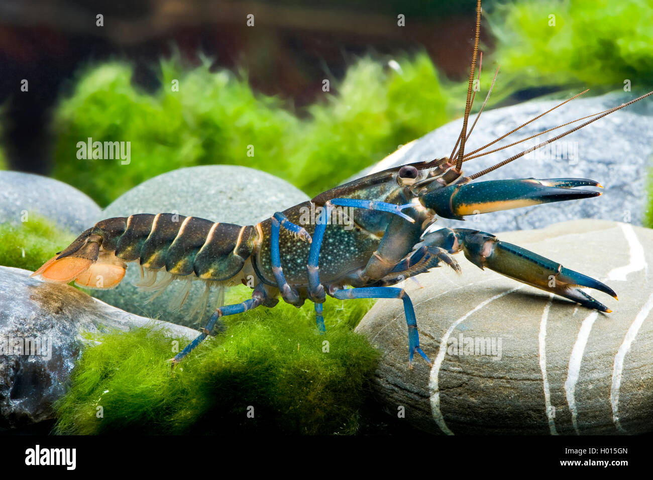 Australian crayfish (Cherax Blue Moon), in aquarium Stock Photo