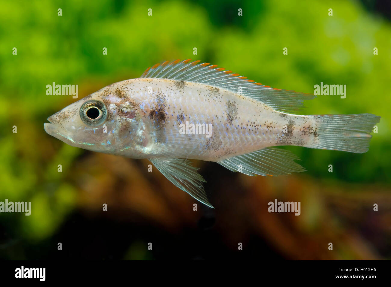 Knife Malawi-Cyrtocara (Dimidiochromis compressiceps Five Color), Five Color Stock Photo