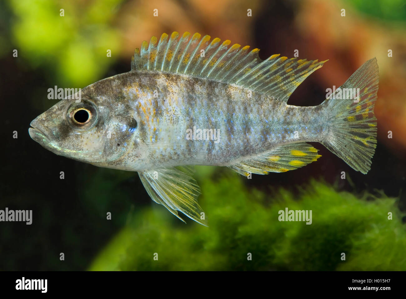 Knife Malawi-Cyrtocara (Dimidiochromis compressiceps Five Color), Five Color Stock Photo