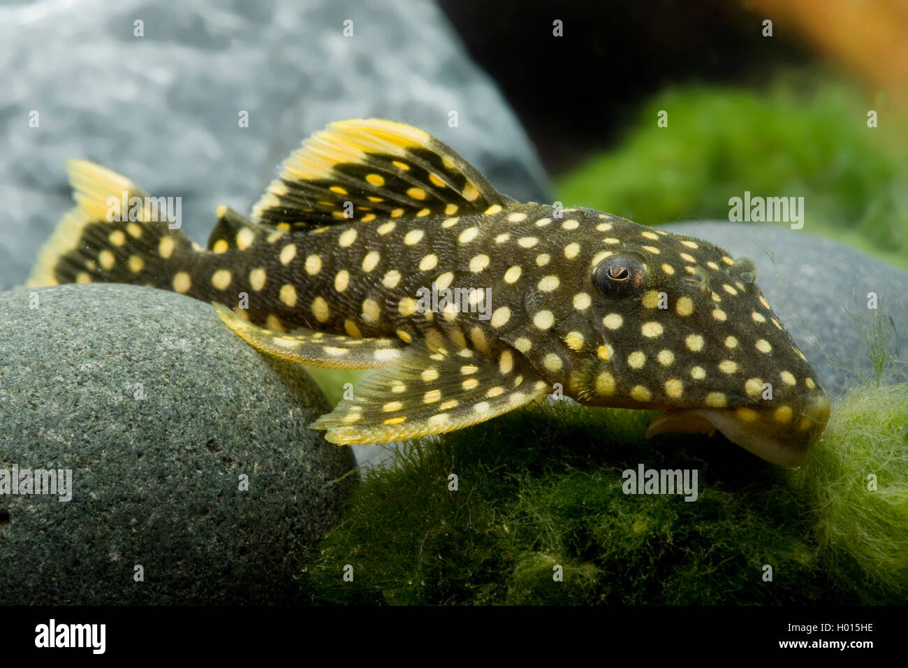 Golden Nugget (Baryancistrus Golden Nugget), in aquarium Stock Photo