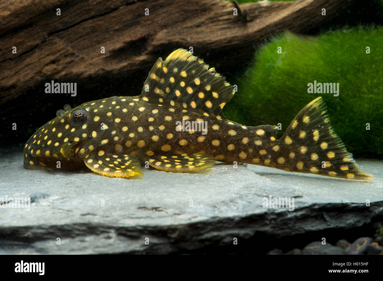 Golden Nugget (Baryancistrus Golden Nugget), in aquarium Stock Photo