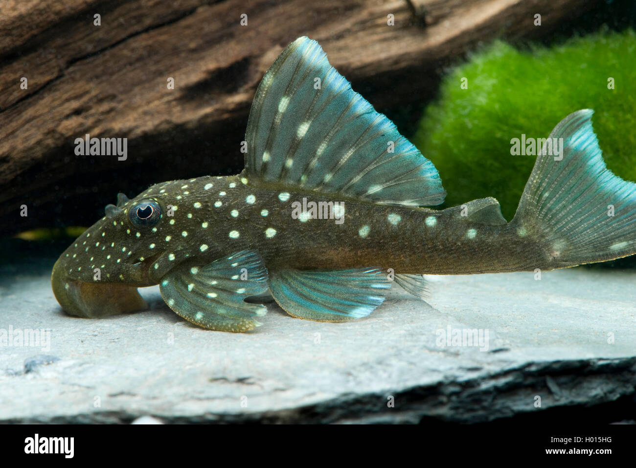 Blue Phantom (Hemiancistrus Blue), in aquarium Stock Photo - Alamy