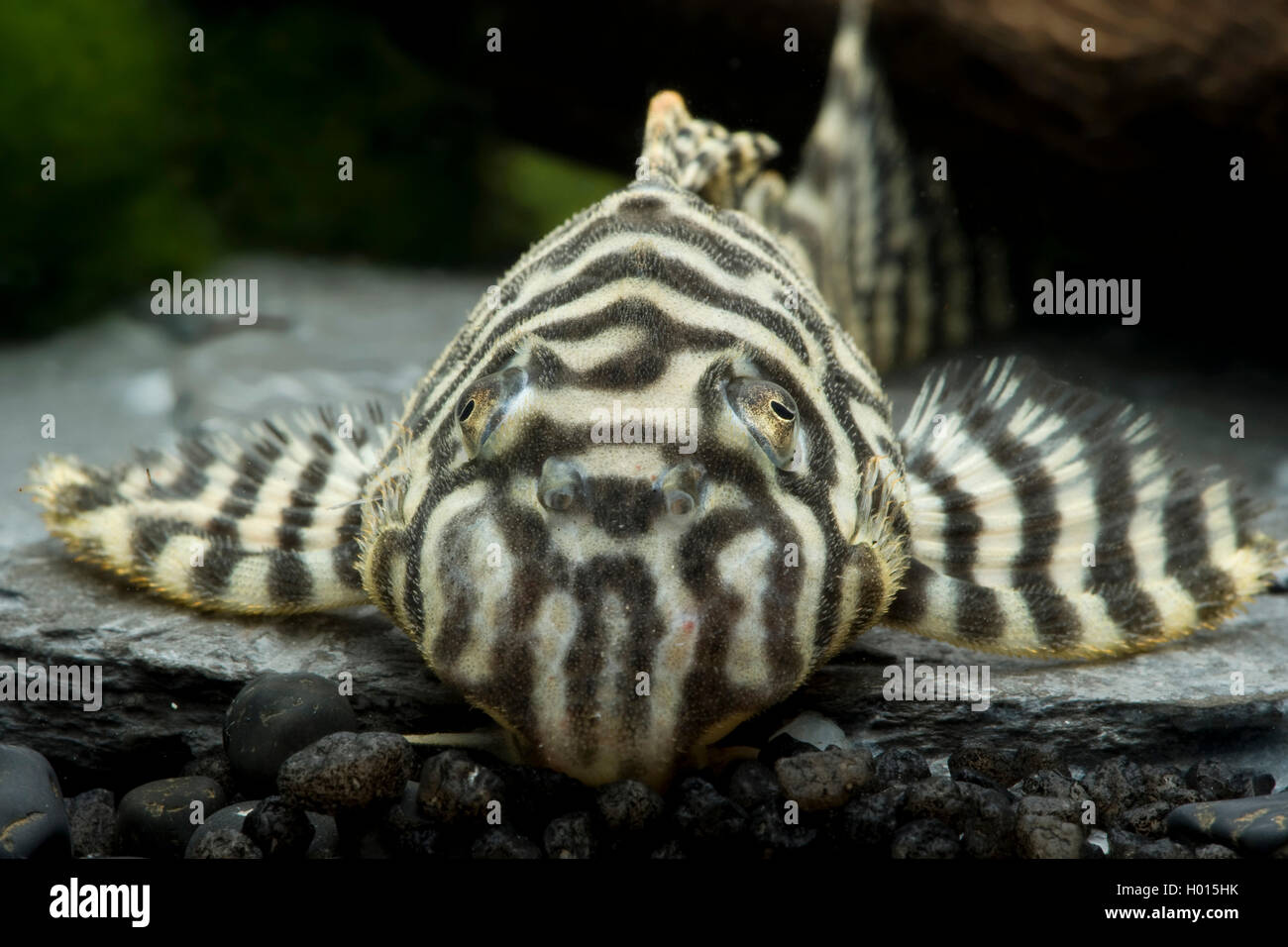 catfish (Hypancistrus spec), Portrait Stock Photo