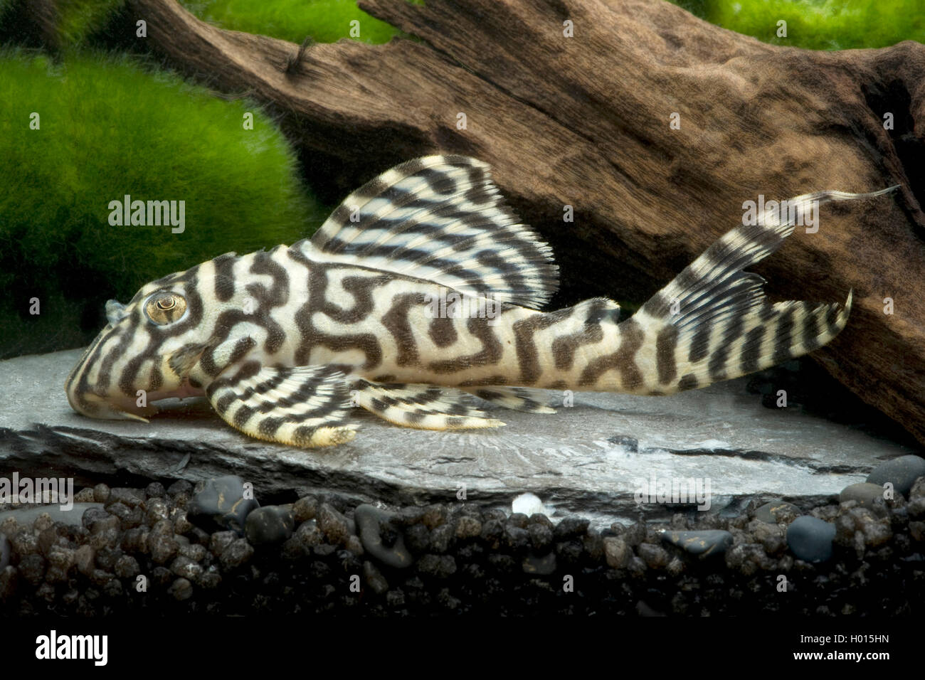 catfish (Hypancistrus spec), in aquarium Stock Photo