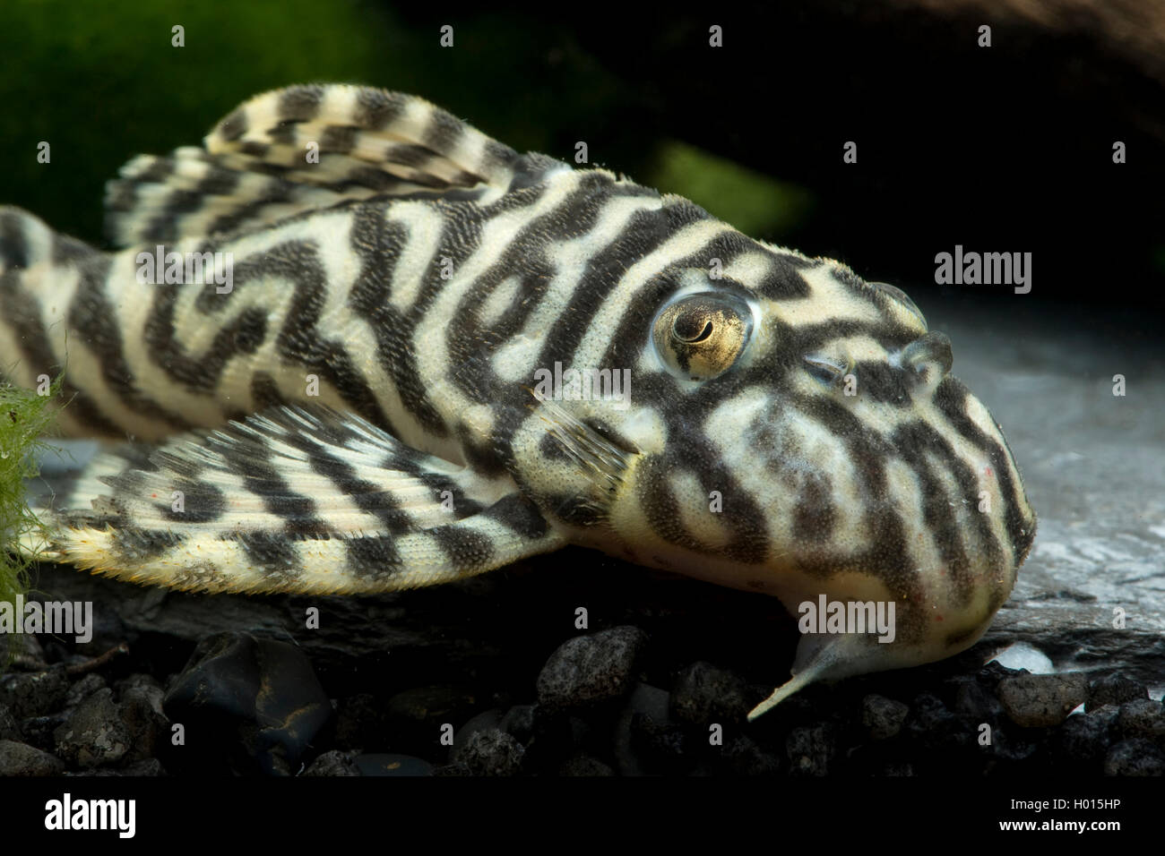 catfish (Hypancistrus spec), in aquarium Stock Photo