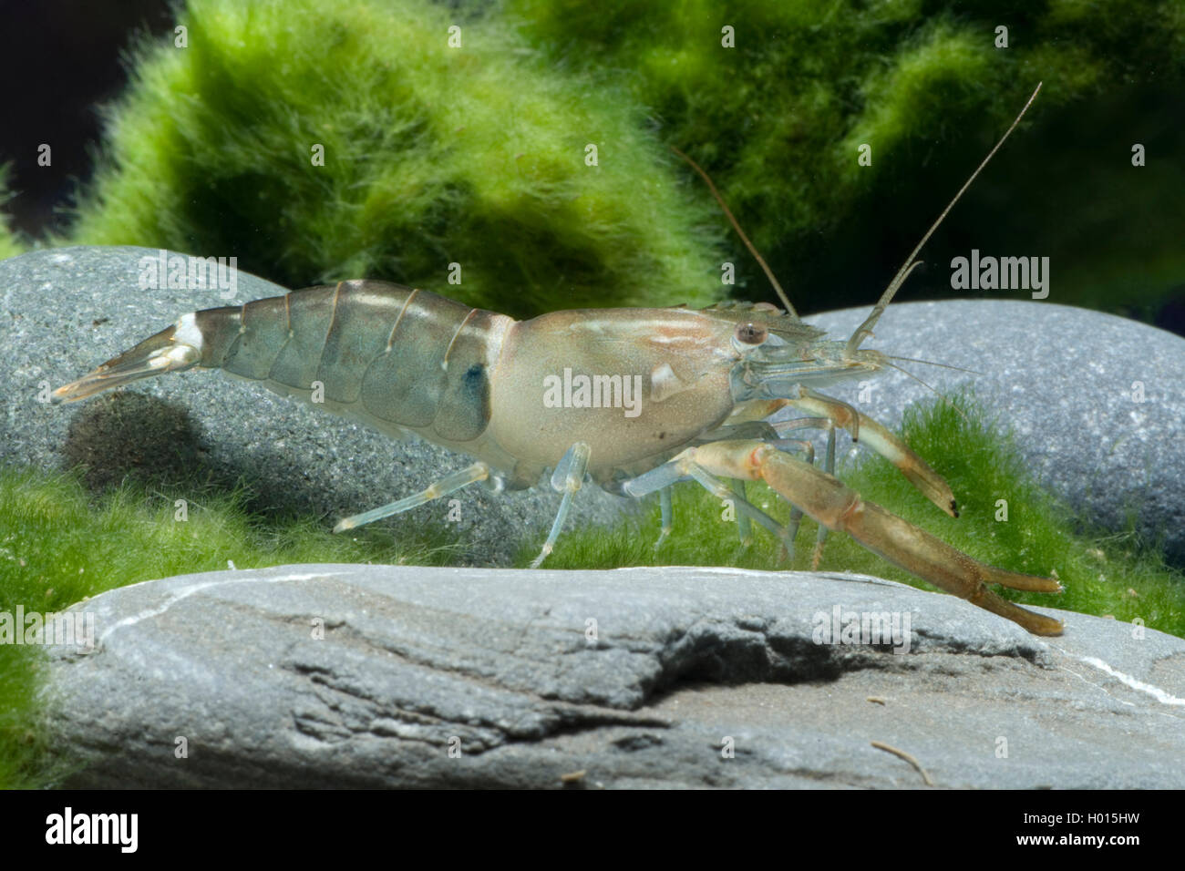 Himalayan freshwater shrimp (Macrobrachium agwi), sitting on a stone Stock Photo