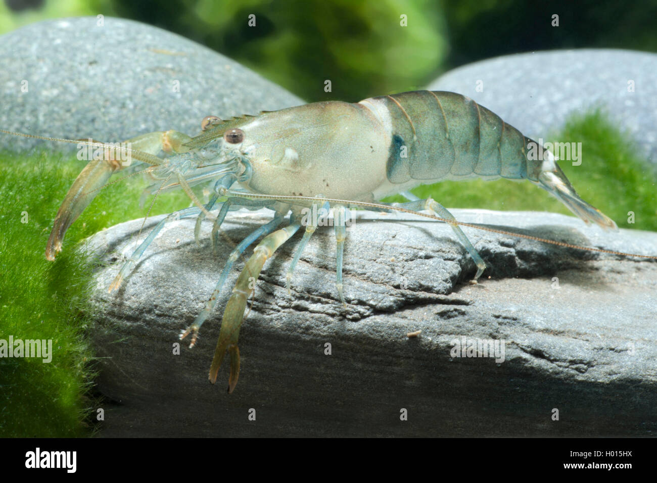 Himalayan freshwater shrimp (Macrobrachium agwi), sitting on a stone Stock Photo