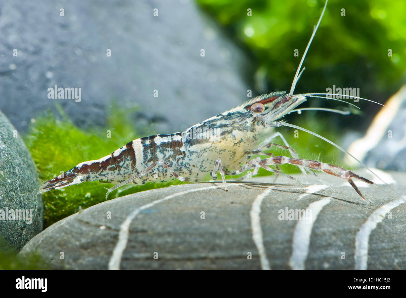 Goda river prawn (Macrobrachium scabriculeum), sitting on a stone Stock Photo