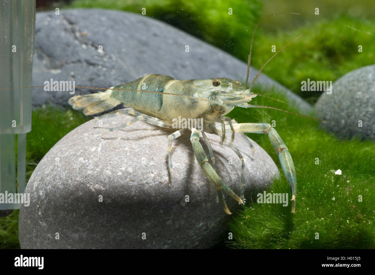 Bamboo prawn (Macrobrachium Bamboo), sitting on a stone Stock Photo