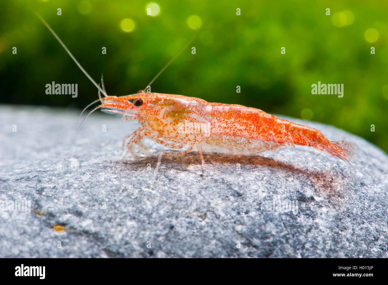 Cherry shrimp  (Neocaridina davidi, Neocaridina heteropoda), sitting on a stone Stock Photo
