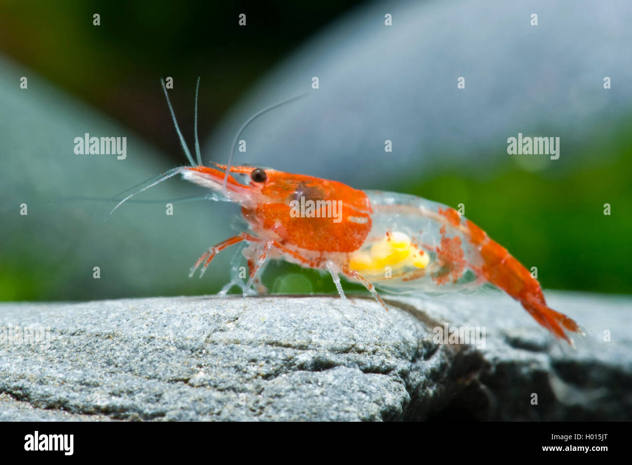 Cherry shrimp  (Neocaridina davidi, Neocaridina heteropoda), Red Rili Stock Photo