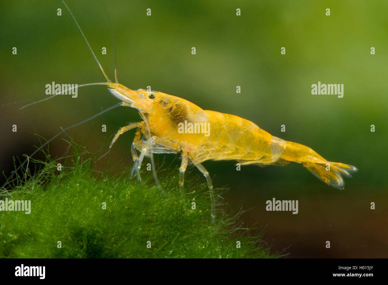 Cherry shrimp  (Neocaridina davidi, Neocaridina heteropoda), Yellow Stock Photo