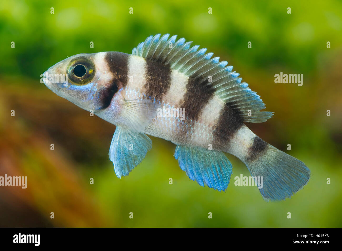 Yellowseam Lamprologus (Neolamprologus tetracanthus), swimming Stock Photo
