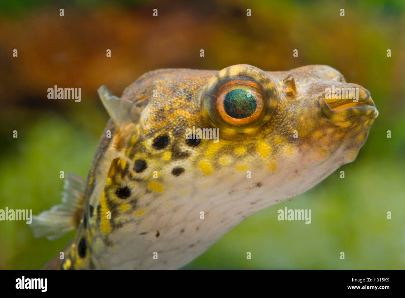 Humpback Puffer, Puffer fish, Figure-eight puffer, Striped puffer (Tetraodon steindachneri, Tetraodon biocellatus, Tetraodon palembangensis, Pao palembangensis), swimming Stock Photo