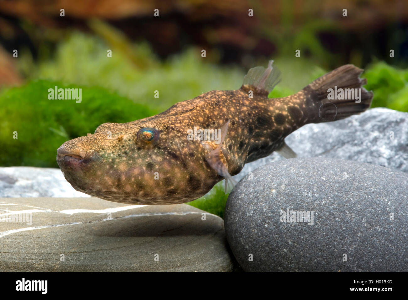 Arrowhead Puffer High Resolution Stock Photography and Images - Alamy