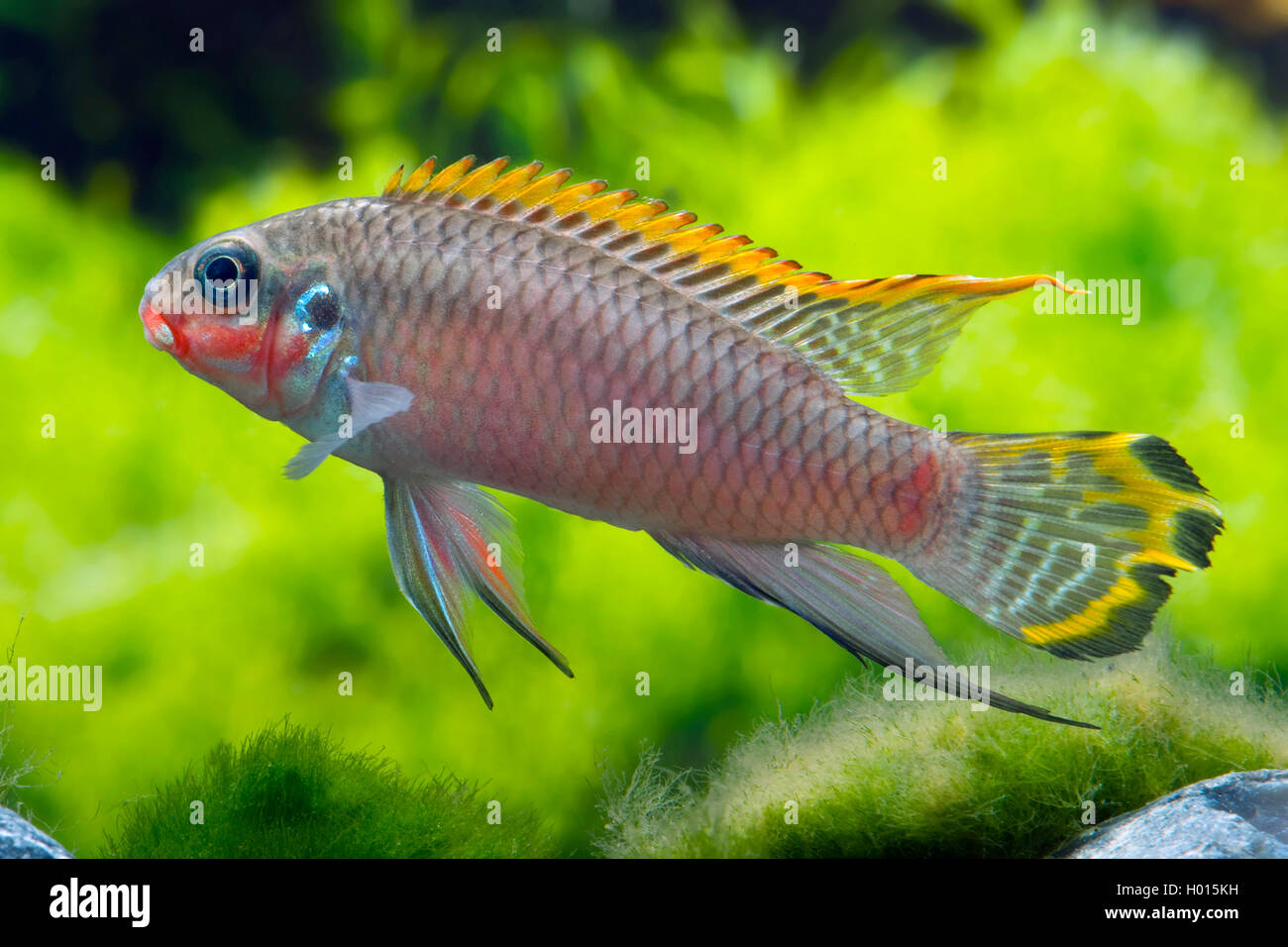 Rainbow Cichlid, kribensis, Purple cichlid, Dwarf rainbow cichlid, Common krib (Pelvicachromis pulcher, Pelmatochromis pulcher), swimming Stock Photo