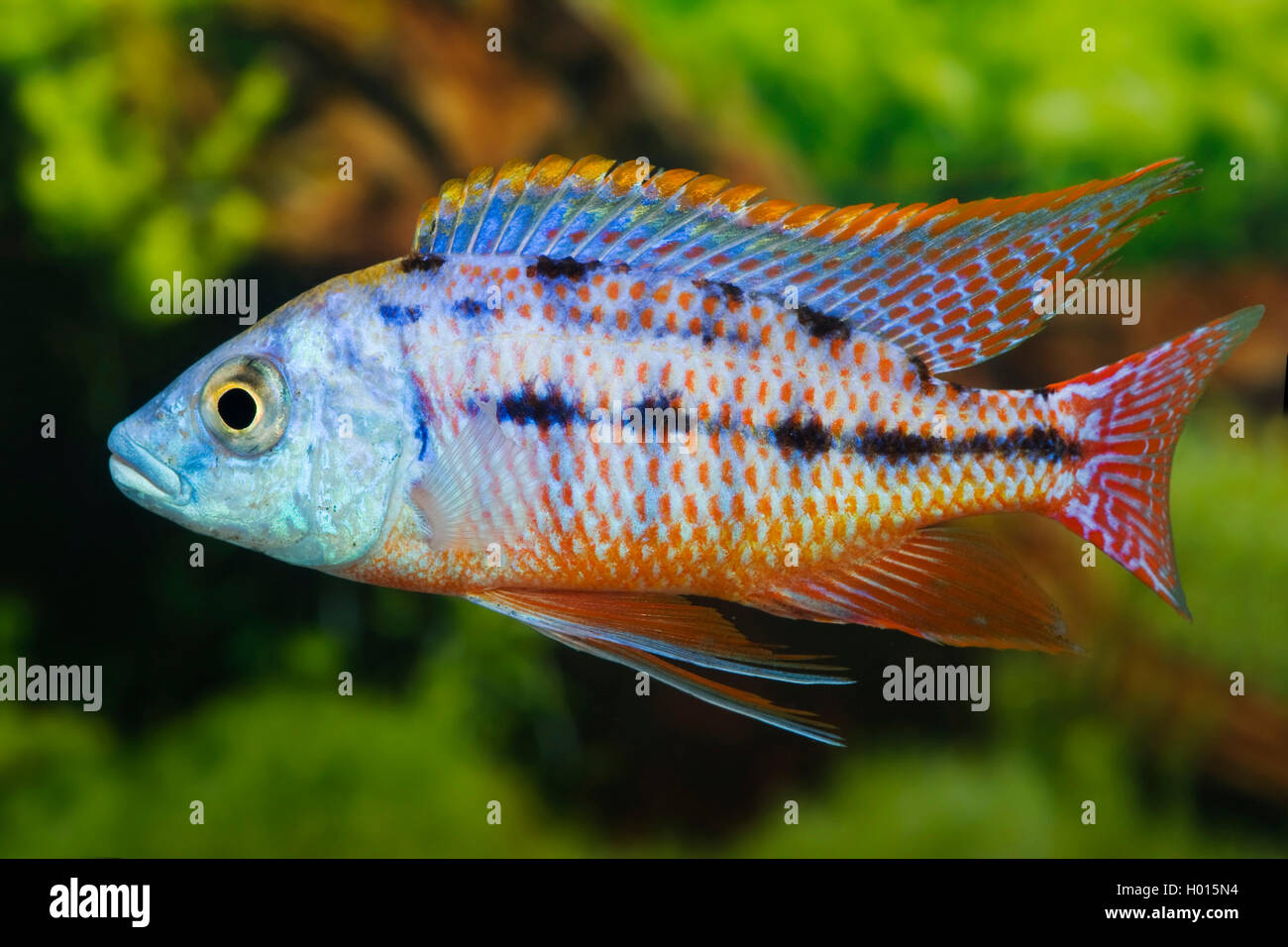 Taniolata Haplochromis (Protomelas taeniolatus), swimming Stock Photo