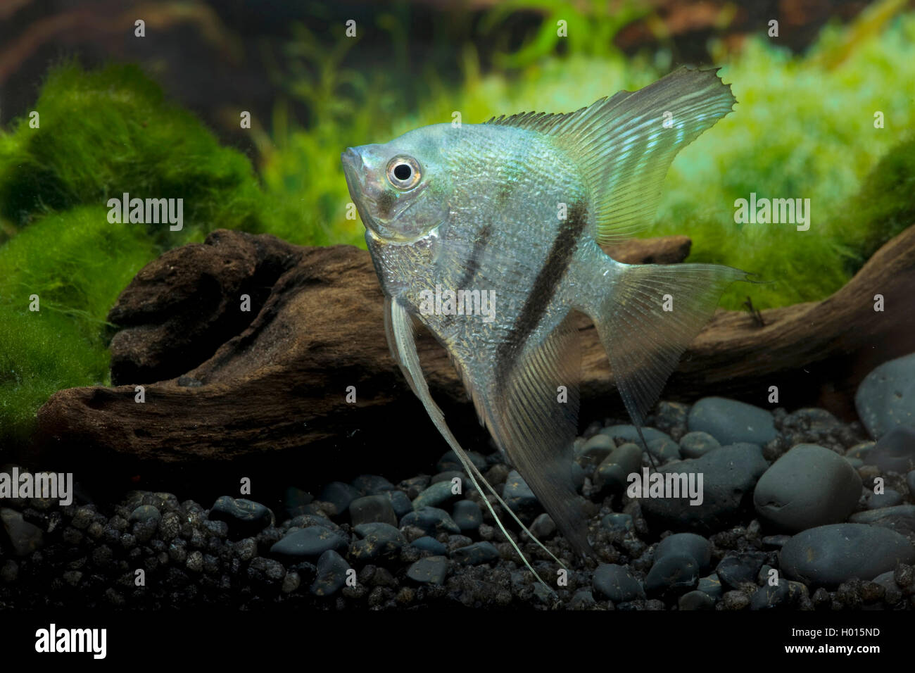 Freshwater angelfish, Longfin angel fish, Black angelfish, Scalare (Pterophyllum scalare Blau, Platax scalaris), blue Stock Photo