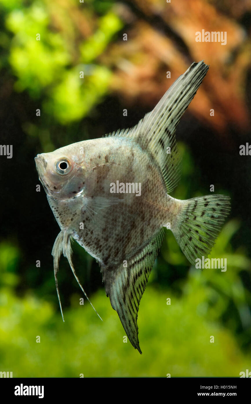 Freshwater angelfish, Longfin angel fish, Black angelfish, Scalare (Pterophyllum scalare Gruen Marmor, Platax scalaris), Green Marmor Stock Photo