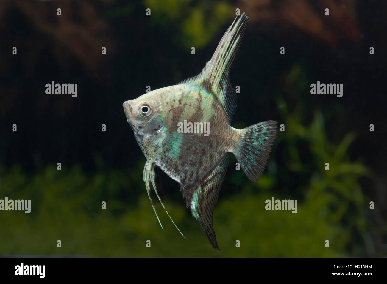 Freshwater angelfish, Longfin angel fish, Black angelfish, Scalare (Pterophyllum scalare Gruen Marmor, Platax scalaris), Green Marmor Stock Photo