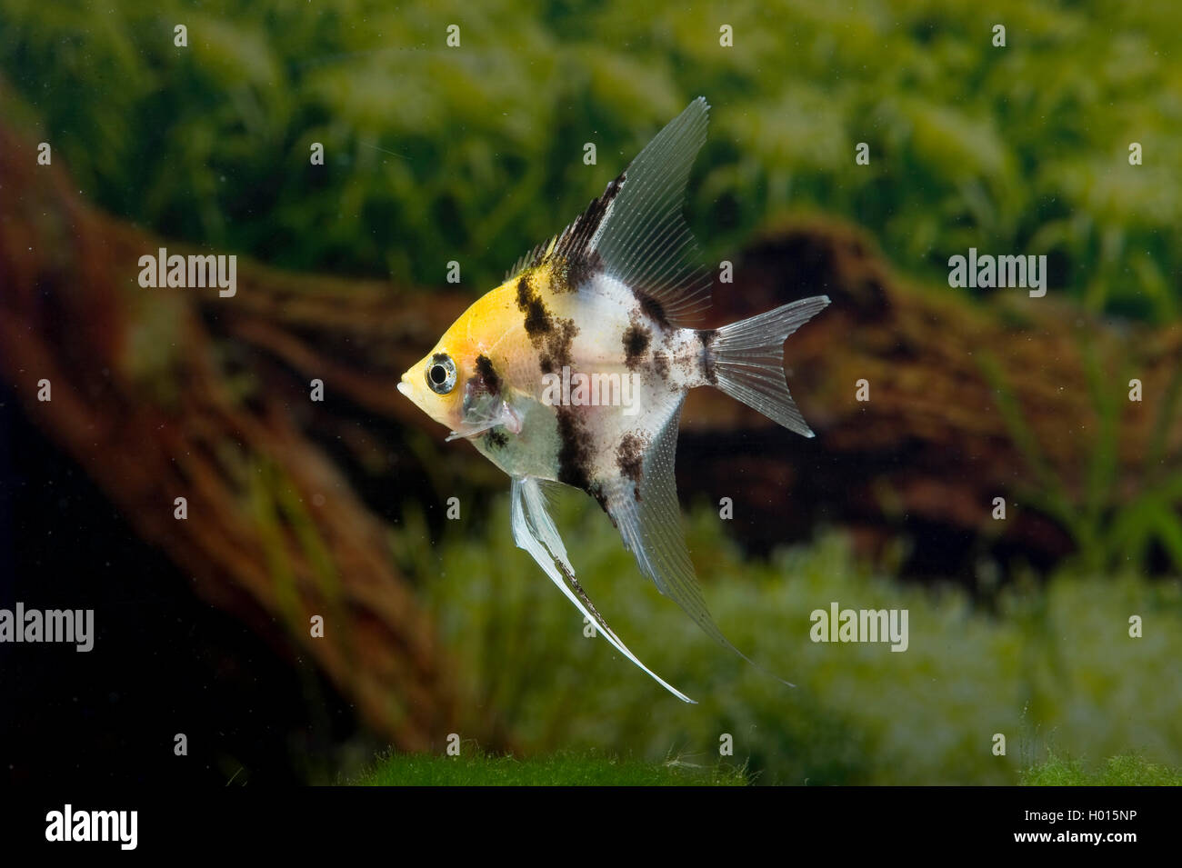 Freshwater angelfish, Longfin angel fish, Black angelfish, Scalare (Pterophyllum scalare Marmor Goldkopf, Platax scalaris), Marmor Golden Head Stock Photo