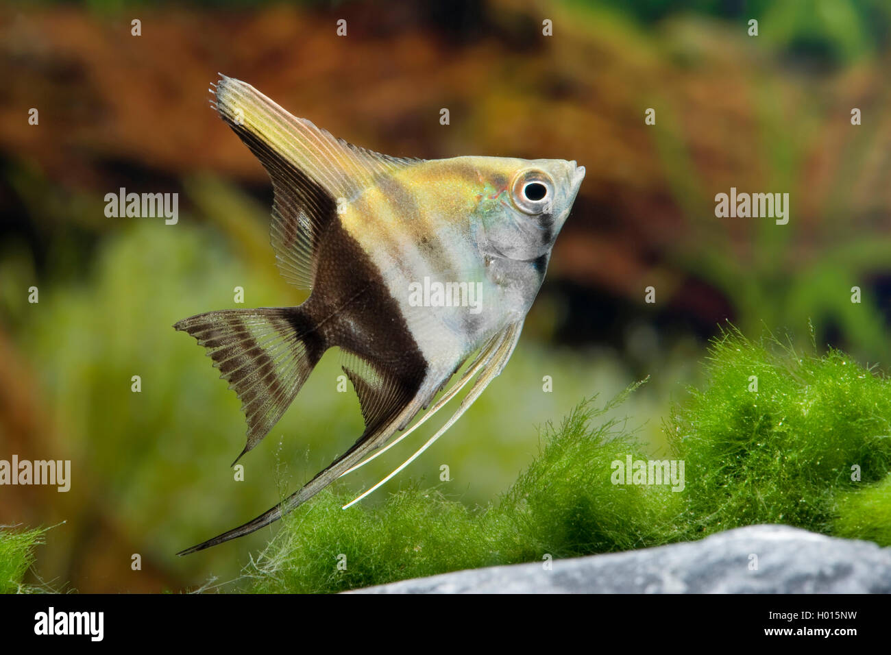 Freshwater angelfish, Longfin angel fish, Black angelfish, Scalare (Pterophyllum scalare Bicolor, Platax scalaris), Bicolor Stock Photo