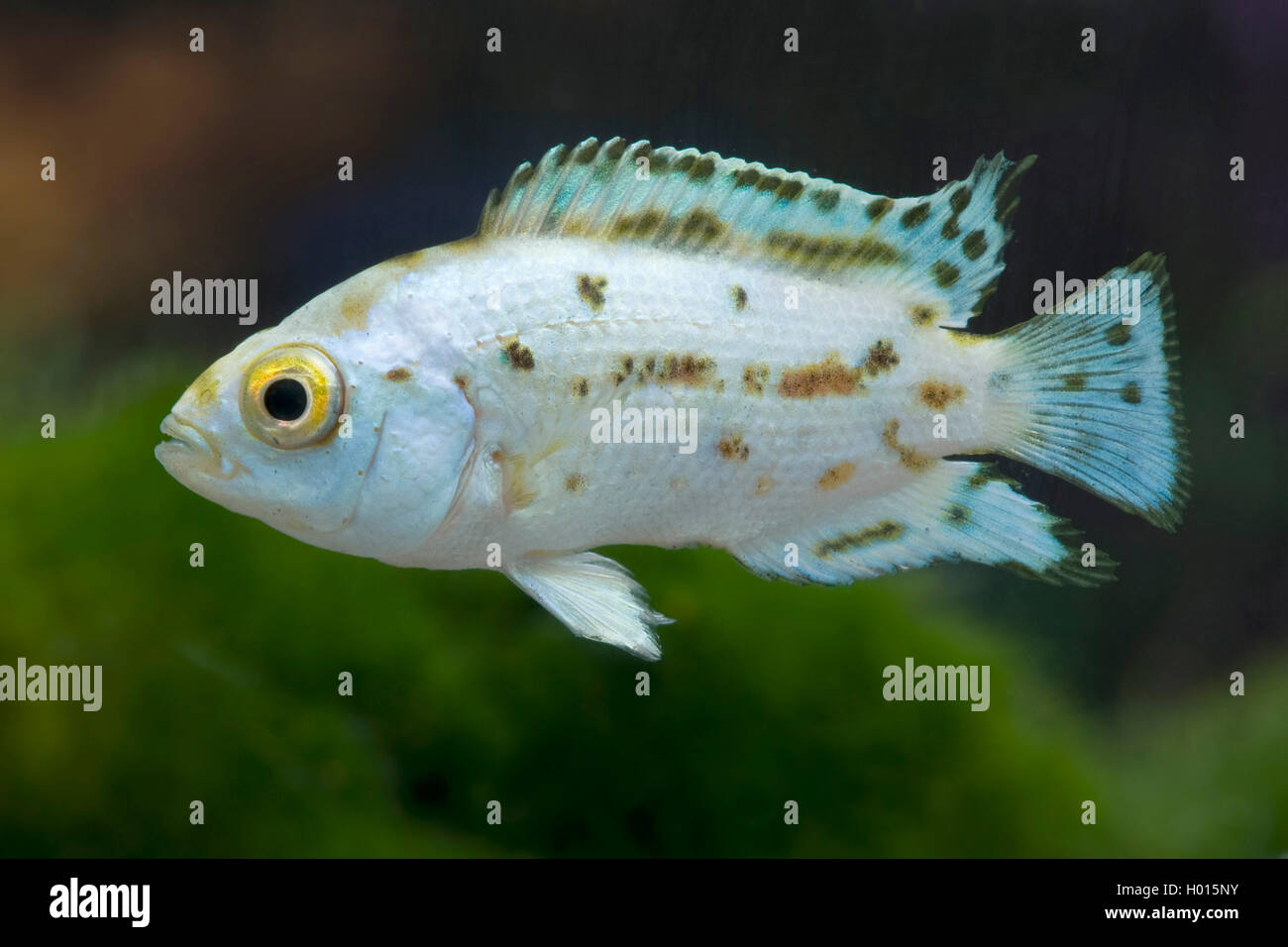 Jack Dempsey (Cichlasoma biocellatum, Cichlasoma octofasciatum), swimming Stock Photo