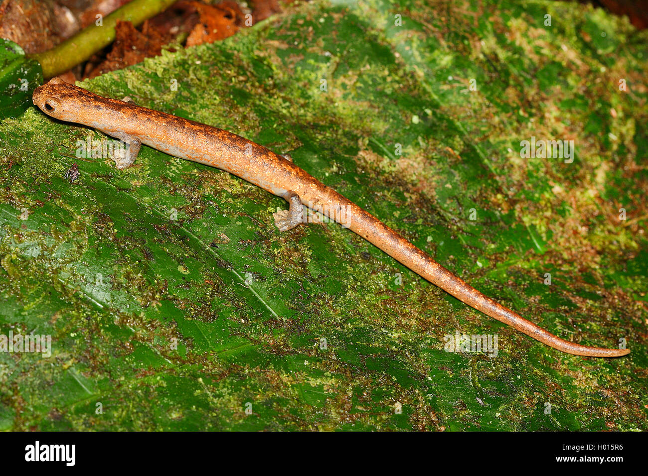 Climbing Salamander (Bolitoglossa spec.), on a leaf, Costa Rica Stock Photo