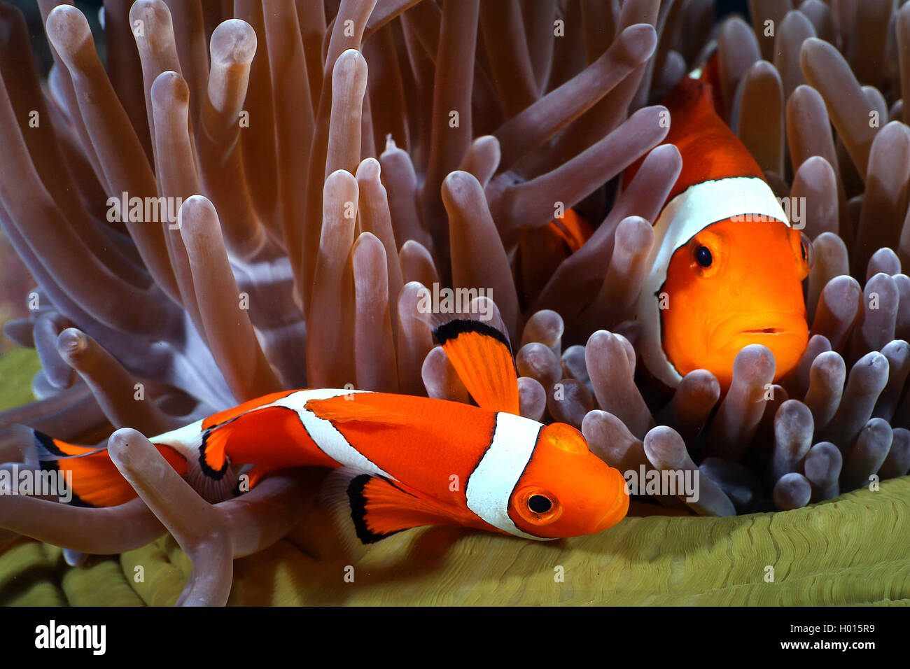 false clown anemonefish, clown anemonefish (Amphiprion ocellaris), two anemonefishes in a magnificent sea anemone, Seychelles Stock Photo