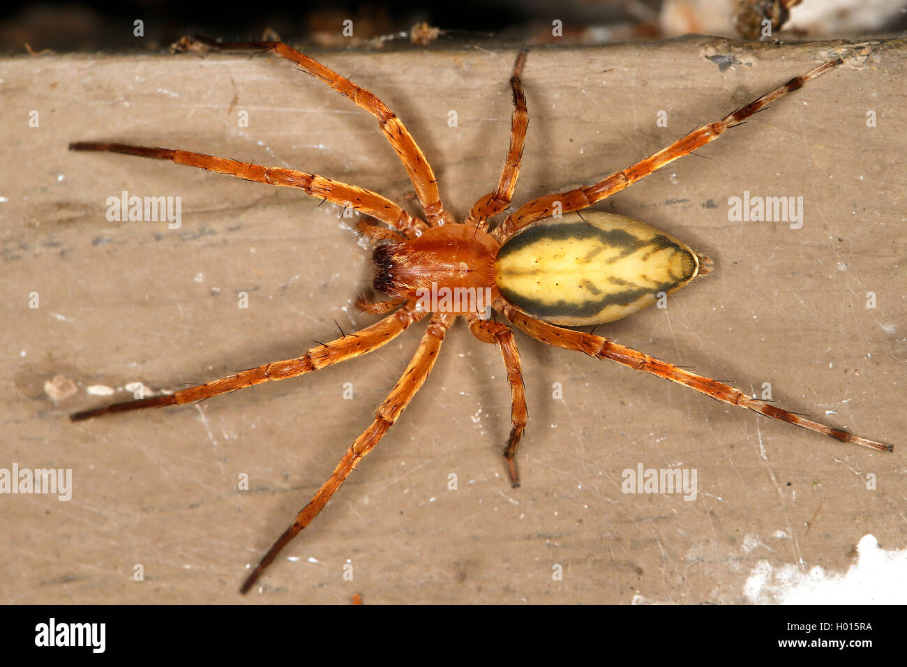 Ghost spider (Anyphaenidae), tropical ghost spider, view from above