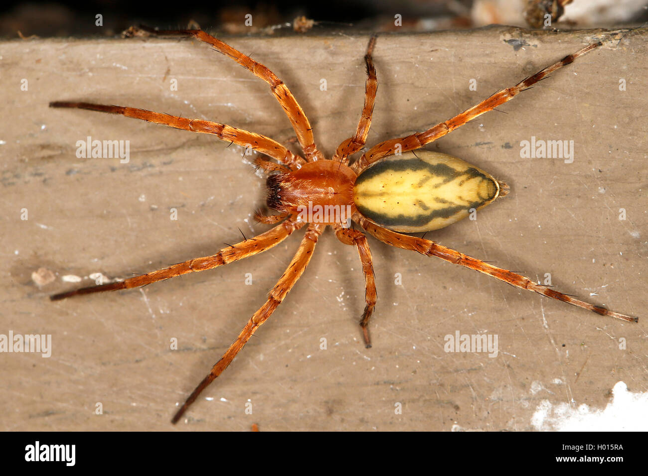 Ghost spider hi-res stock photography and images - Alamy